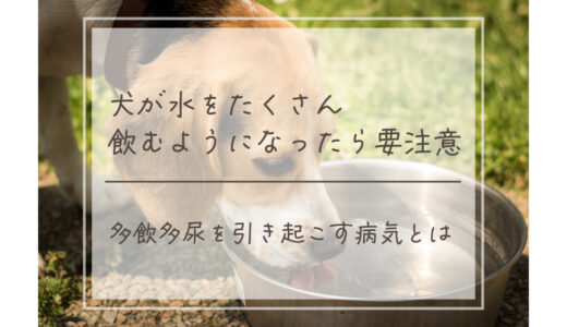 犬が水をたくさん飲むのは要注意！多飲多尿を引き起こす病気とは？